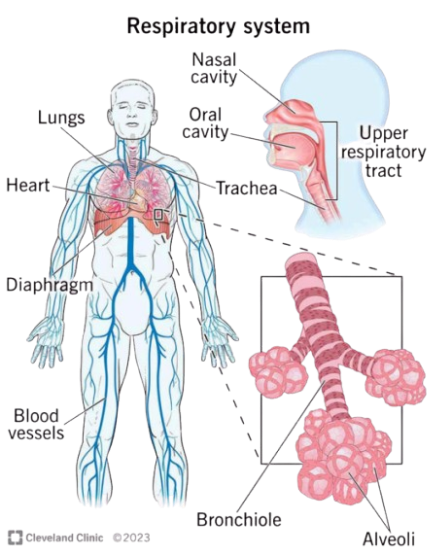 Alveoli Structure