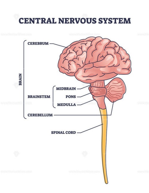 Brain and Its Regions