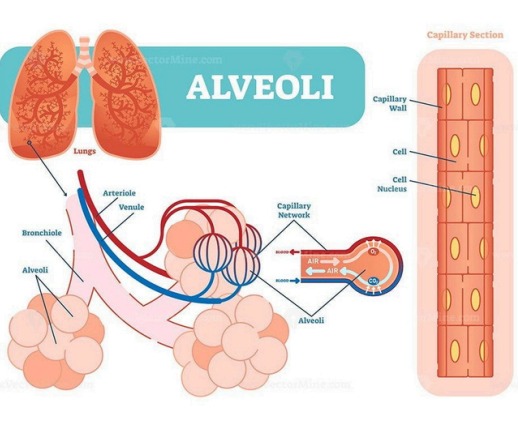 Gas Exchange in the Alveoli