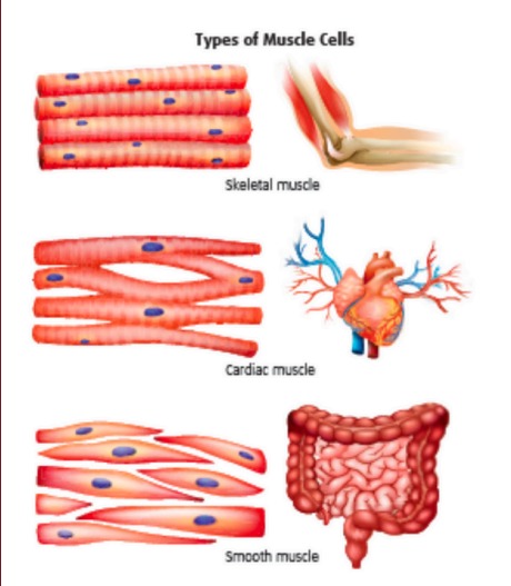 Three Types of Muscle Tissue