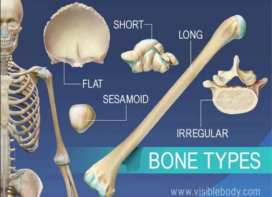 Bone Types