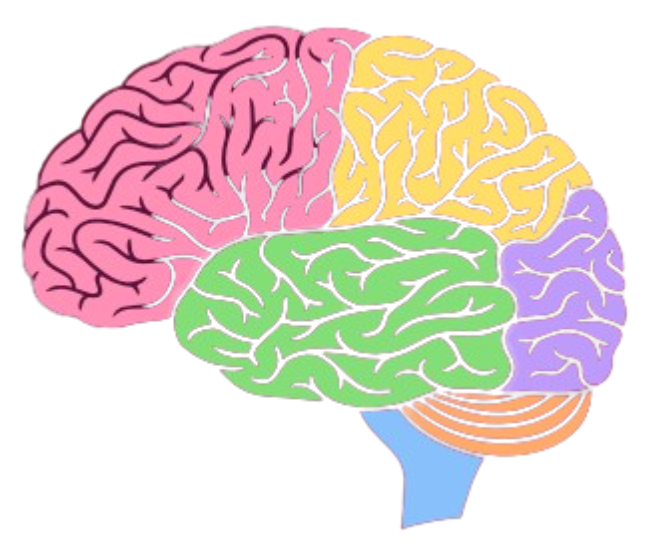 Brain and Its Regions