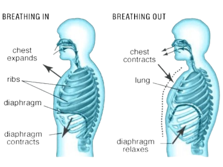 The Process of Breathing: Inhalation and Exhalation