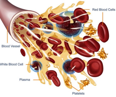 Blood Components Diagram