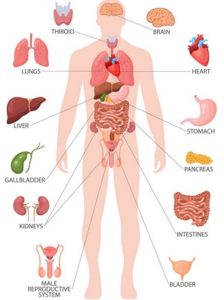 Digestive Process Overview