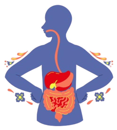Digestive System Illustration