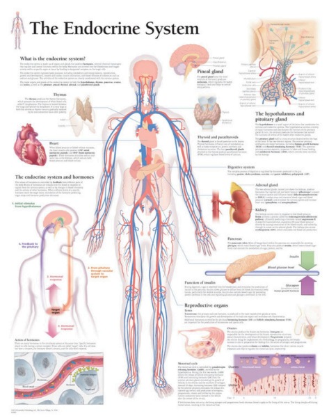 The Endocrine System Poster
