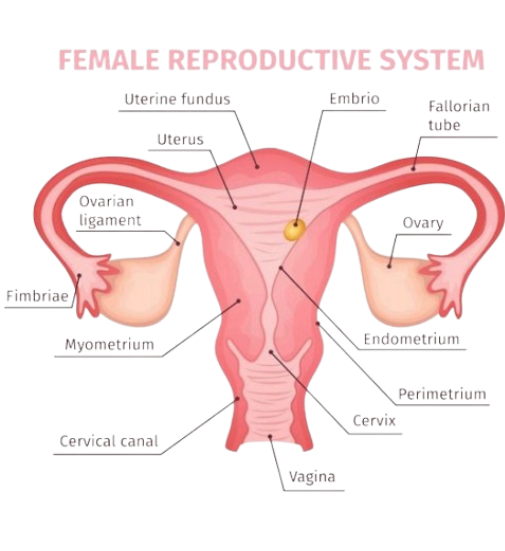 Female Reproductive System