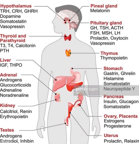 How Hormones Work Diagram