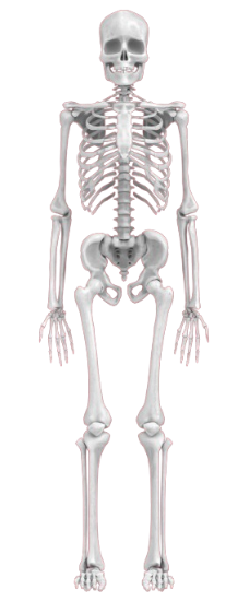 Complete Human Skeleton