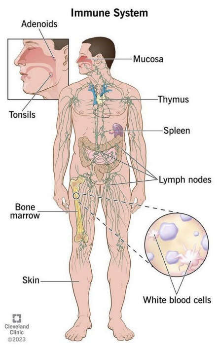 Диаграмма иммунной системы человека