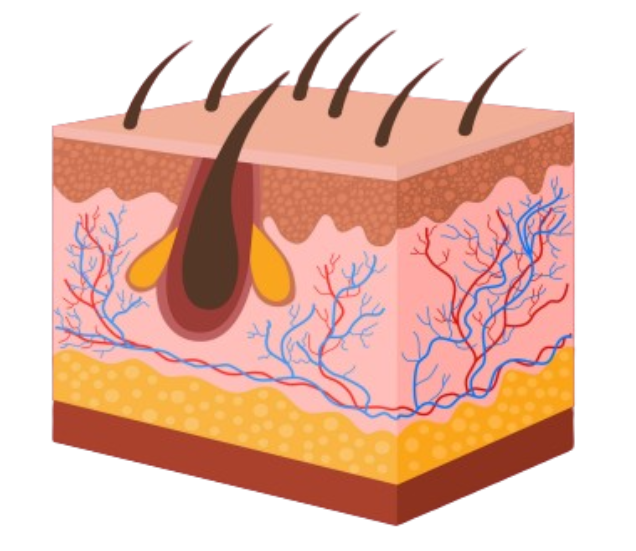 Diagram of the Integumentary System