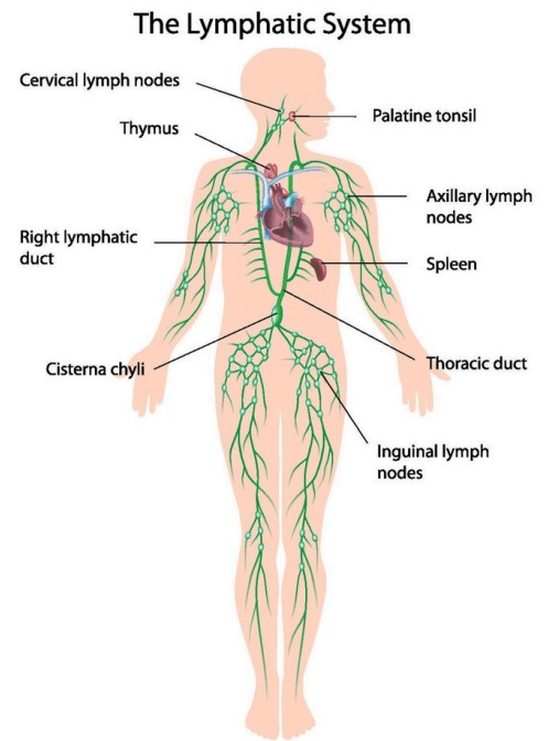 Components of the lymphatic system