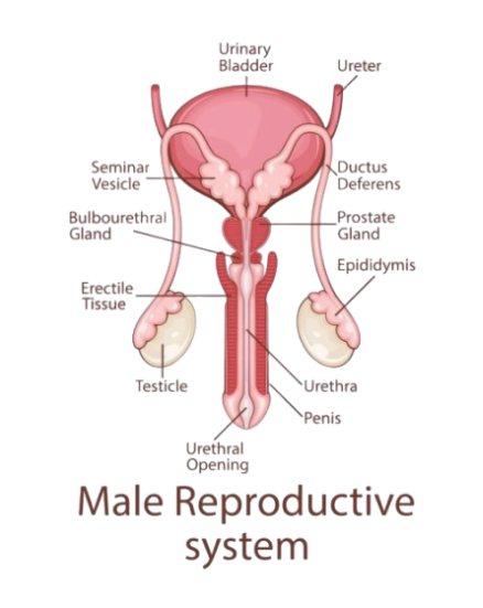 Male Reproductive System