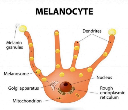 Melanocyte Diagram