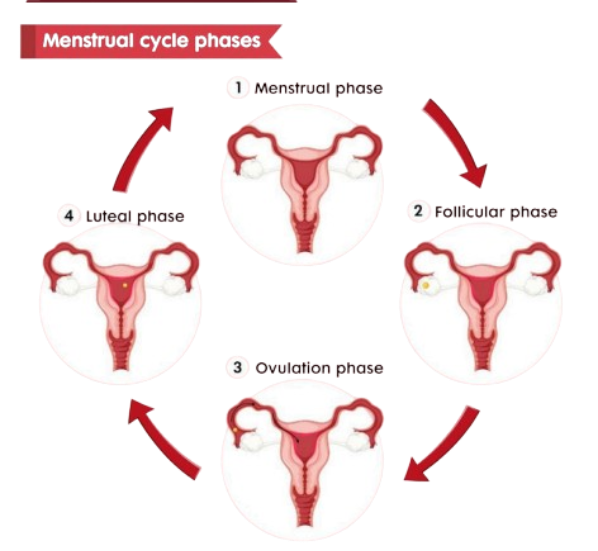 Menstrual cycle phases