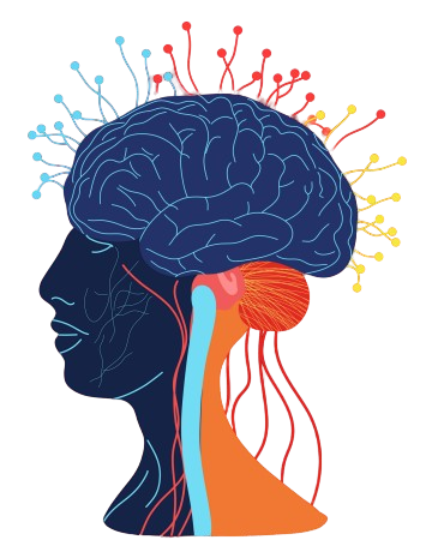 Divisions of the Peripheral Nervous System
