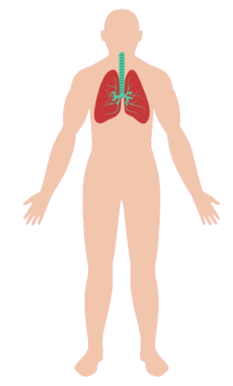 Human Respiratory System