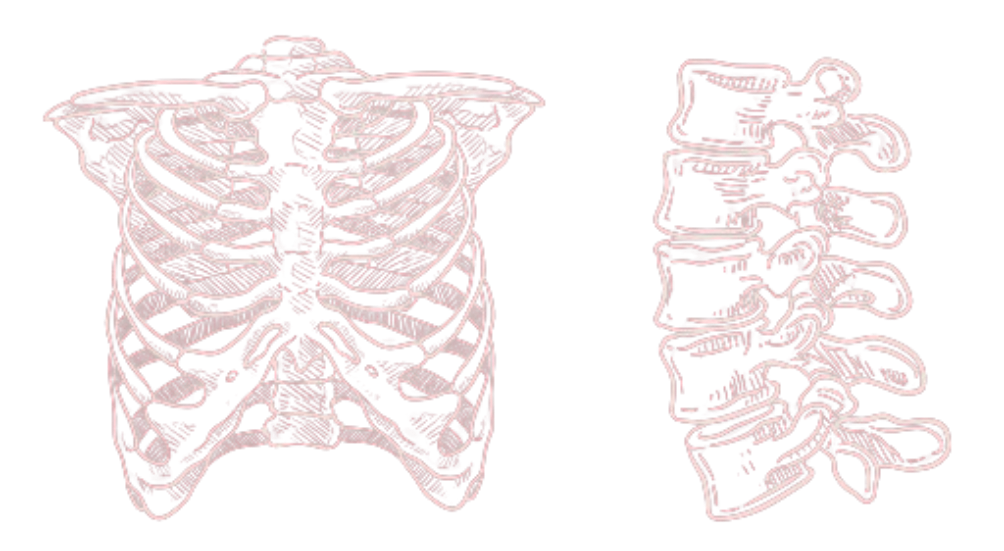 Main Functions of the Skeletal System