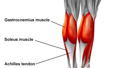 Three Types of Muscle Tissue