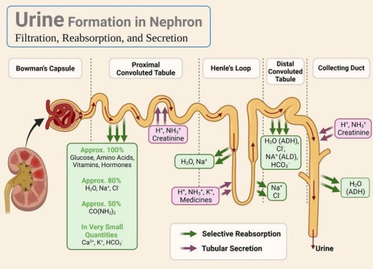 Urine Formation in Nephron